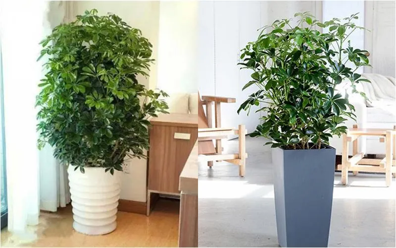 Cách Trồng Cây Ngũ Gia Bì Chi Tiết Và Toàn Diện Tại Nhà