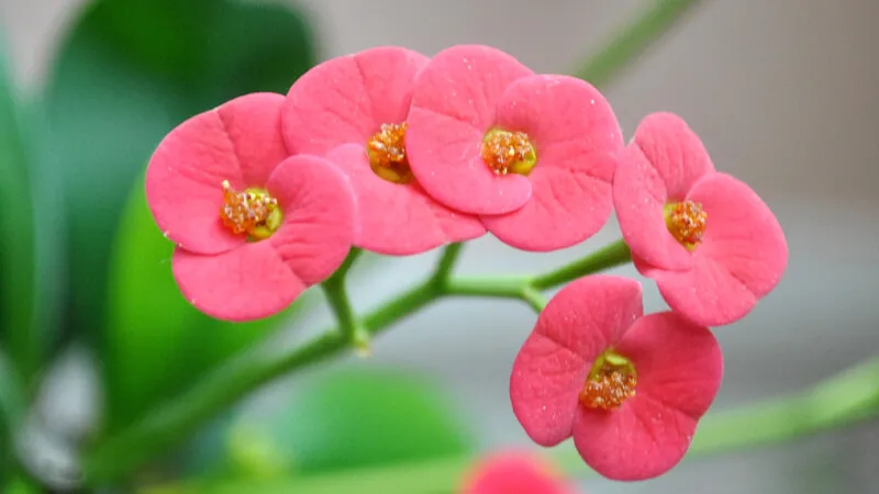 Hoa xương rồng bát tiên rực rỡ với nhiều màu sắc