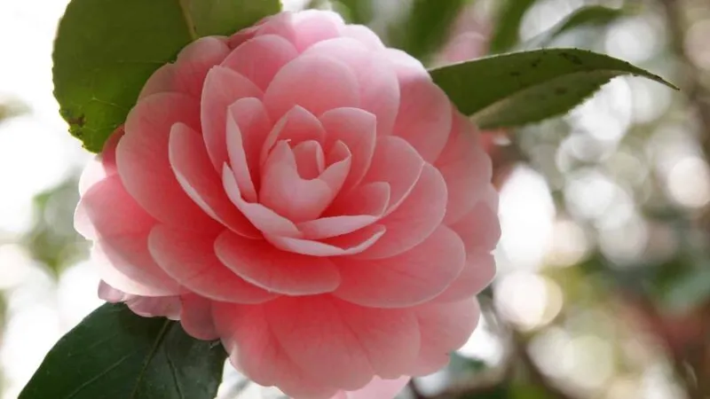 Hoa Trà My Cách Trồng Đẹp: Bông hoa Trà My sắc hồng rực rỡ với nhiều cánh xếp lớp