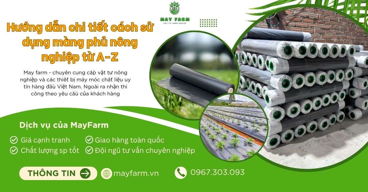 Cách Trồng Dâu Tây Bằng Hạt Giống: Hướng Dẫn Chi Tiết Từ A-Z