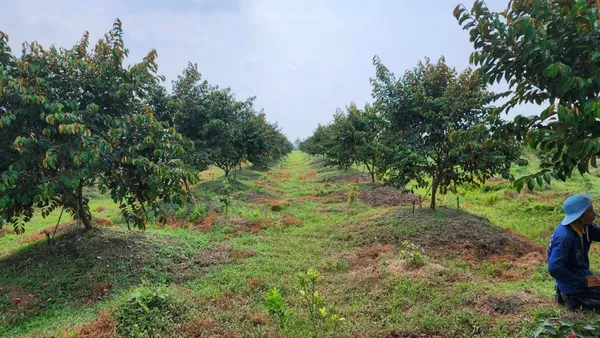 Cây tắc (quất) trĩu quả được trồng với khoảng cách hợp lý