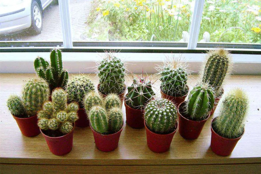 Trồng xương rồng con sau khi đã áp dụng cách trồng xương rồng từ hạt thành công