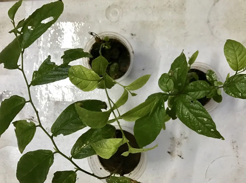 Cây giống Sử Quân Tử khỏe mạnh, chuẩn bị cho việc trồng trong chậu