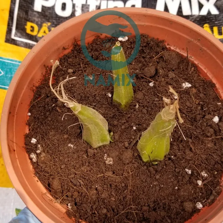 Cắm thẳng củ giống, mầm hướng lên trên theo kỹ thuật trồng lan bầu rượu