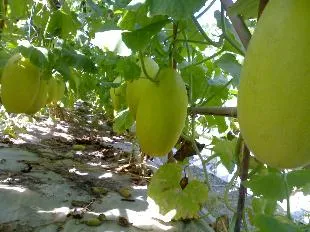 Cây dưa hấu được trồng và dẫn ngọn leo giàn xanh tốt