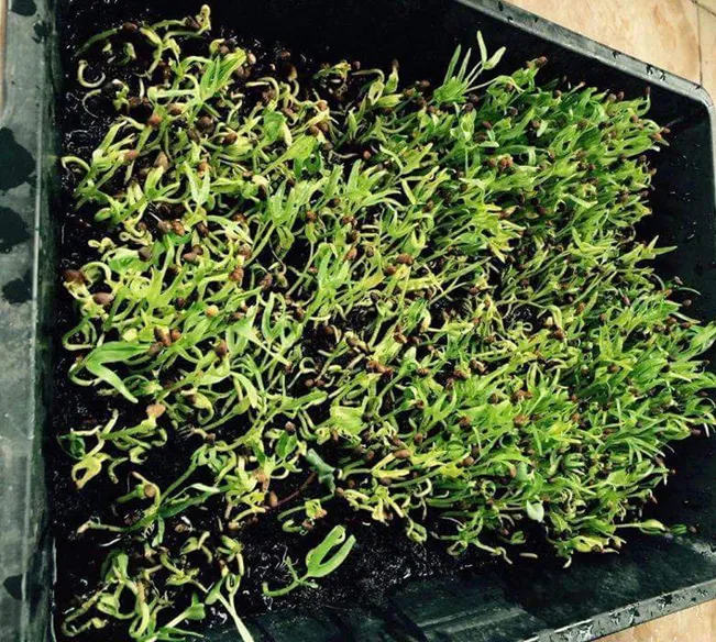 Hạt rau muống đã nảy mầm lên được 2-3 lá, chuẩn bị đưa ra nắng