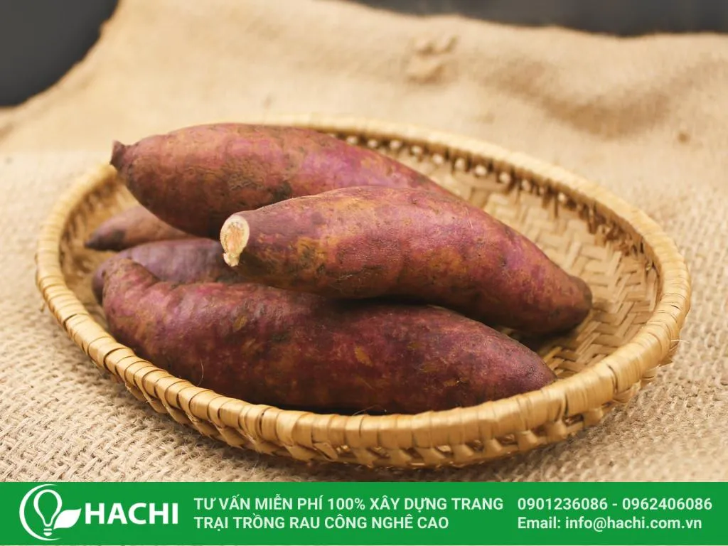 Hình ảnh củ khoai lang mật dùng để trồng khoai lang thủy sinh tại nhà