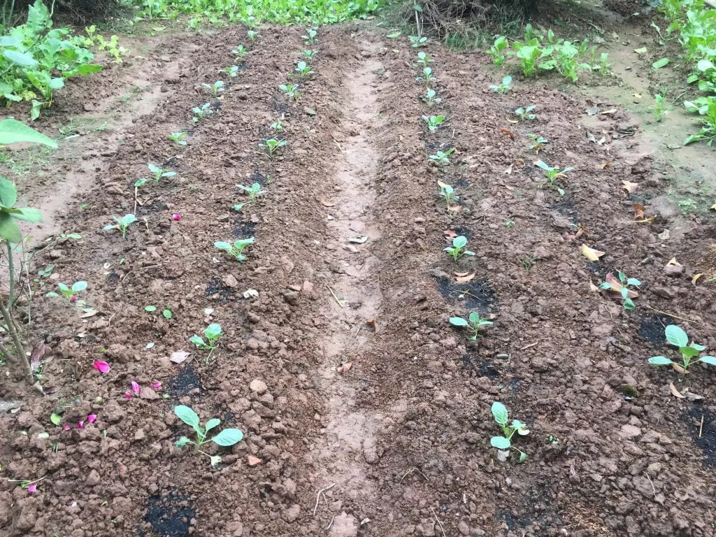 Bắp cải cuộn chặt, chất lượng cao nhờ chú trọng khoảng cách trồng bắp cải