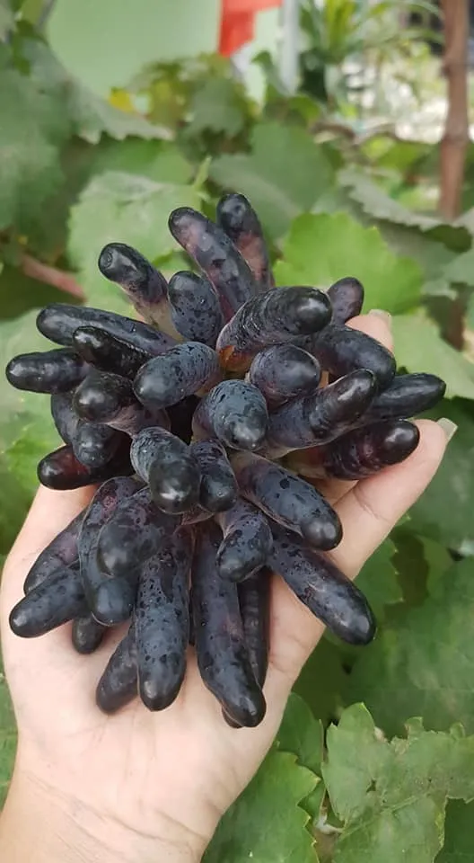 Người nông dân đang chăm sóc cẩn thận cho cây nho, thể hiện sự tỉ mỉ trong canh tác