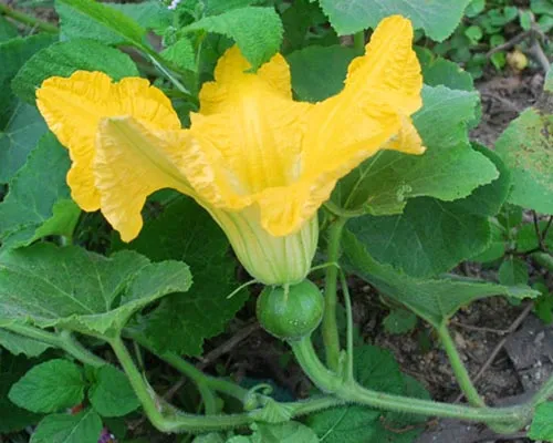 Cận cảnh hoa đực và hoa cái của cây bí đỏ, yếu tố then chốt trong kỹ thuật thụ phấn nhân tạo