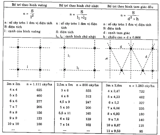 Sơ đồ minh họa cự ly trồng điều