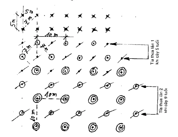 Sơ đồ tỉa thưa 2 lần ở vùng sinh thái 3 áp dụng cho khoảng cách trồng điều