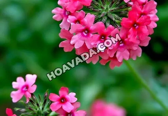 Lá và thân cành của cây hoa cúc Nữ Hoàng