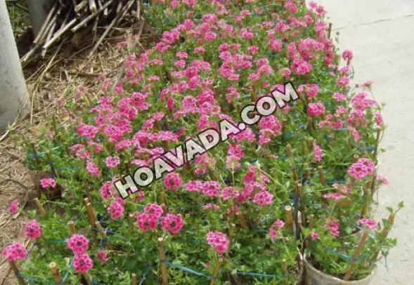 Cây hoa cúc Nữ Hoàng được trồng để trang trí cảnh quan sân vườn