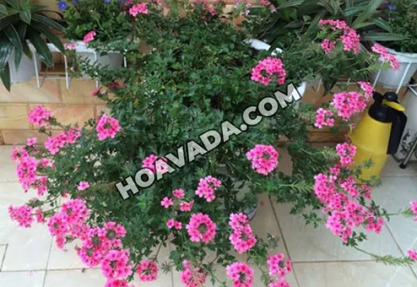 Kỹ thuật gieo trồng và nhân giống hoa cúc Nữ Hoàng