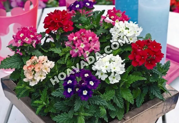 Hoa cúc Nữ Hoàng nở rộ với sắc tím hồng quyến rũ