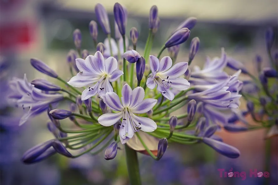 cách trồng hoa thanh anh từ hạt giống