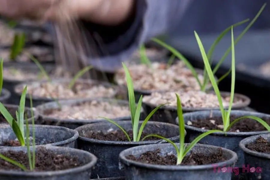 Hướng dẫn cách trồng Hoa Thanh Anh từ hạt giống, 1652031039 952 Huong dan cach trong Hoa Thanh Anh tu hat giong