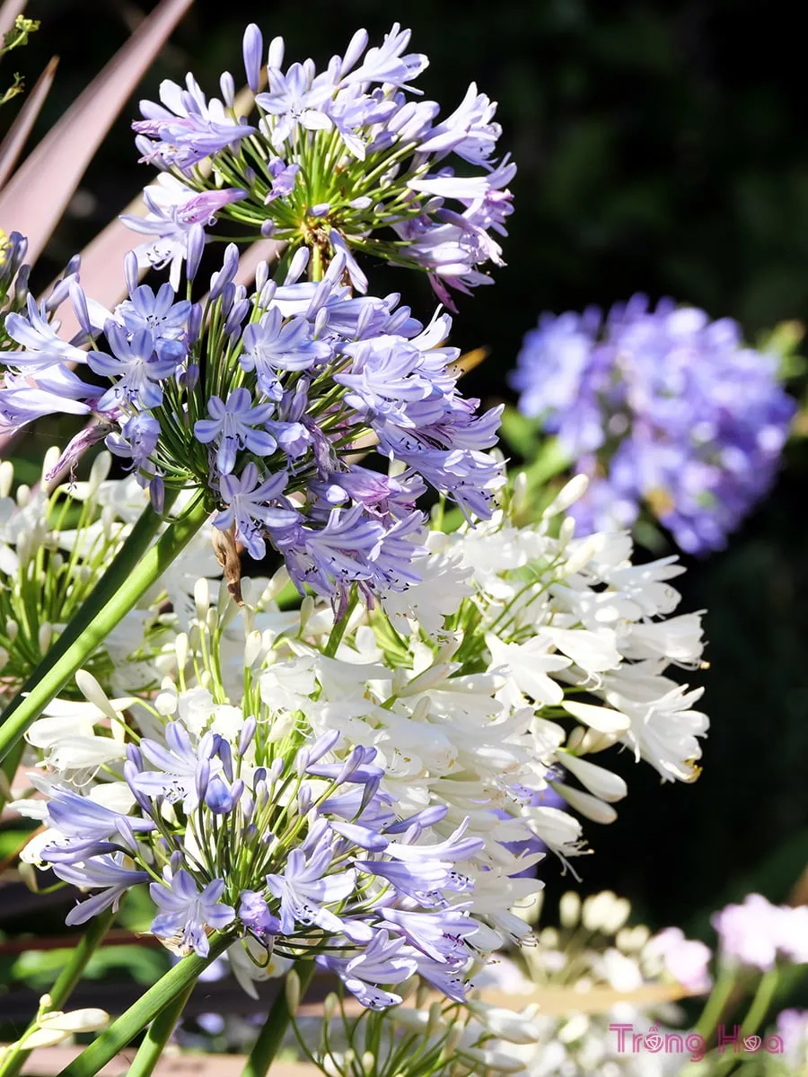 cách trồng hoa thanh anh từ hạt giống