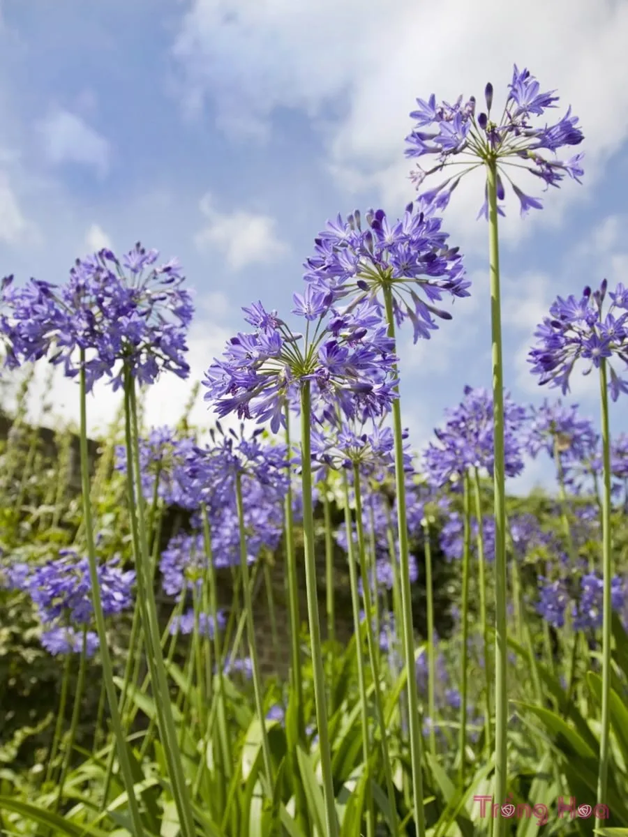 Hướng dẫn cách trồng Hoa Thanh Anh từ hạt giống, 1652031040 837 Huong dan cach trong Hoa Thanh Anh tu hat giong