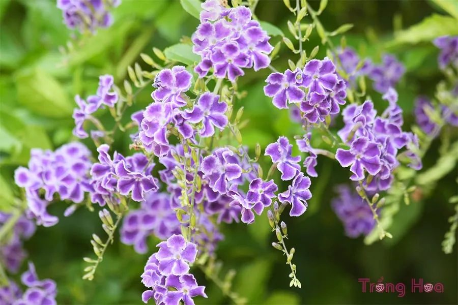 Cách giâm cành cây hoa găng tím