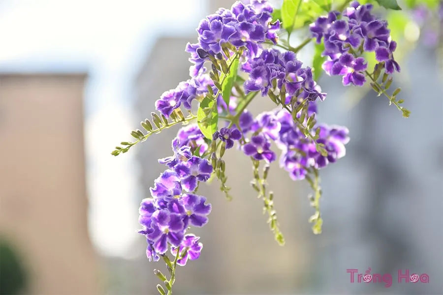 Cây hoa găng tím cần ánh sáng đầy đủ để ra hoa