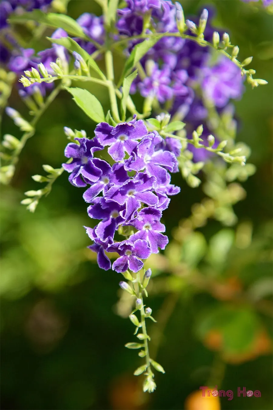 Cây hoa găng tím chịu được điều kiện khô và ẩm