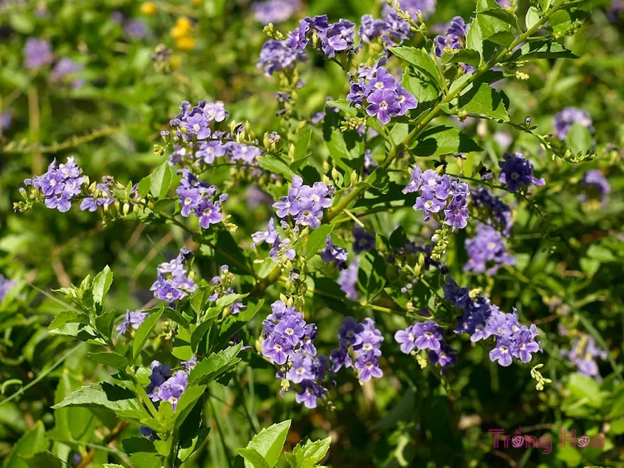 Cắt tỉa vào mùa đông giúp cây hoa găng tím phát triển