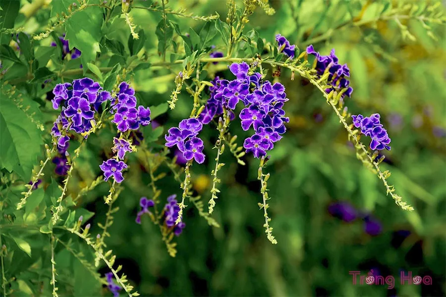 Lưu ý gai sắc nhọn khi thay chậu cây hoa găng tím lớn
