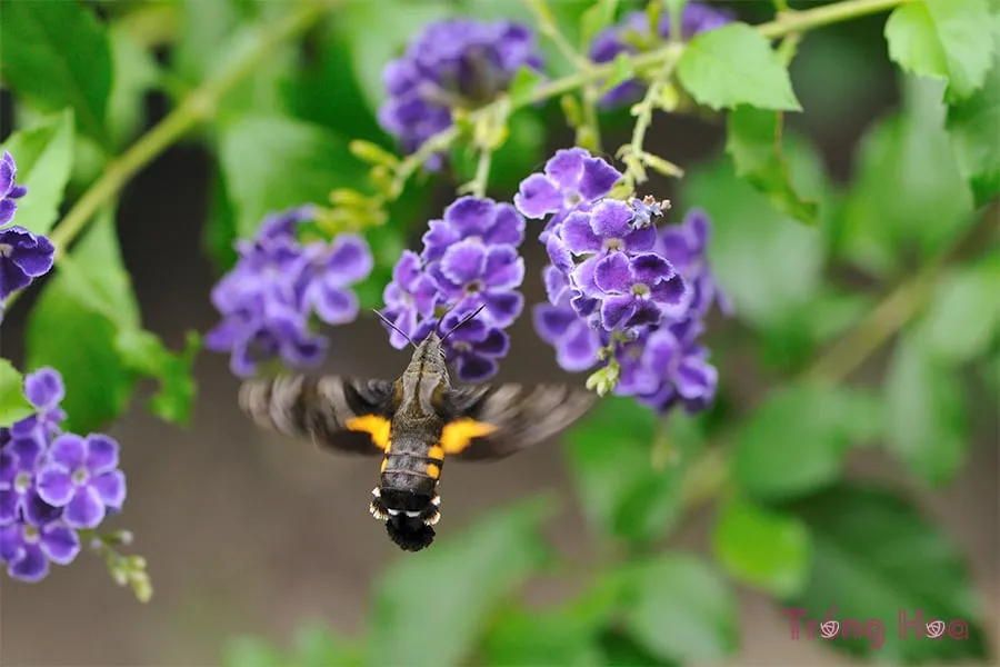 Các triệu chứng ngộ độc của cây hoa găng tím