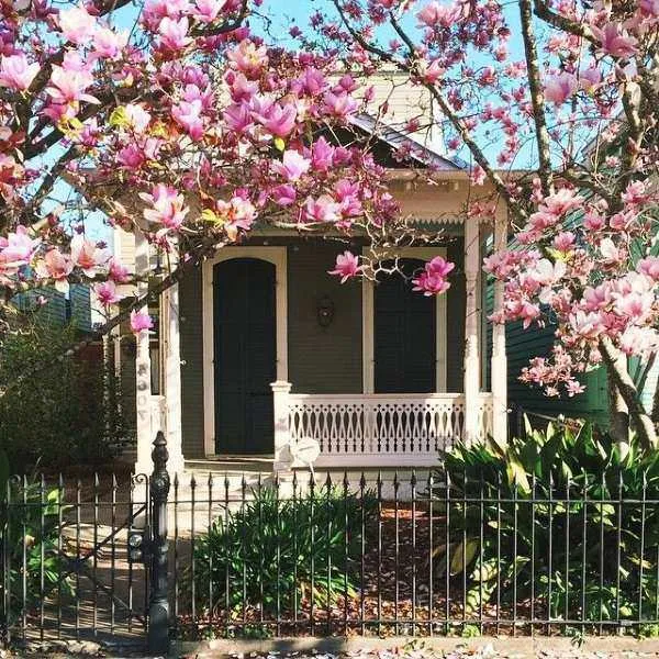 Trồng cây Hoa Mộc Lan trước nhà theo đúng vị trí phong thủy sẽ mang lại tài lộc và may mắn