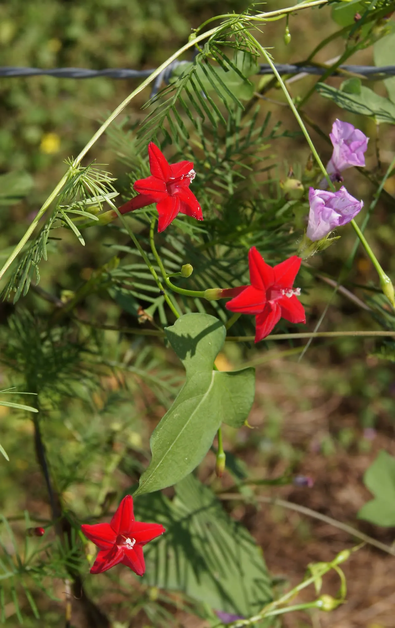 Gieo hạt hoa tóc tiên leo thưa trên bề mặt giá thể đã chuẩn bị