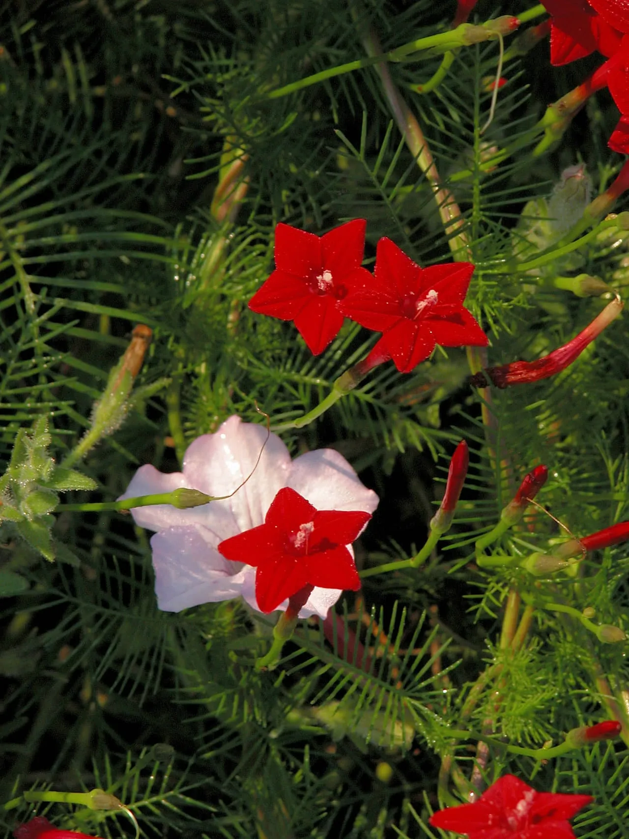 Chuẩn bị hạt giống hoa tóc tiên leo để gieo trồng tại nhà