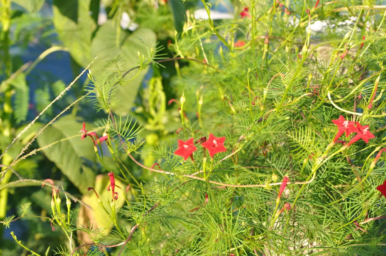 Tưới nước đều đặn và nhẹ nhàng cho cây hoa tóc tiên leo