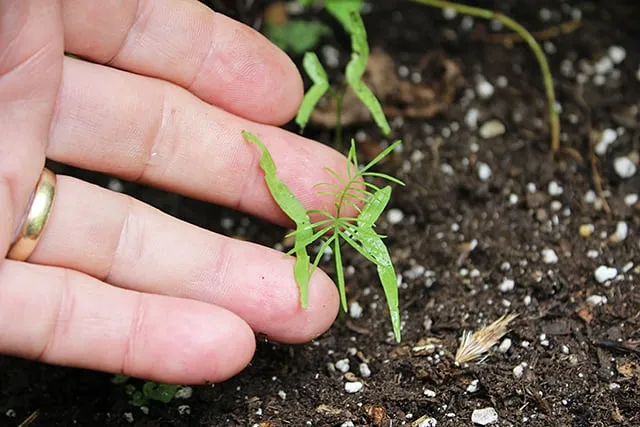 Cây hoa tóc tiên leo nảy mầm sau 7 đến 15 ngày gieo