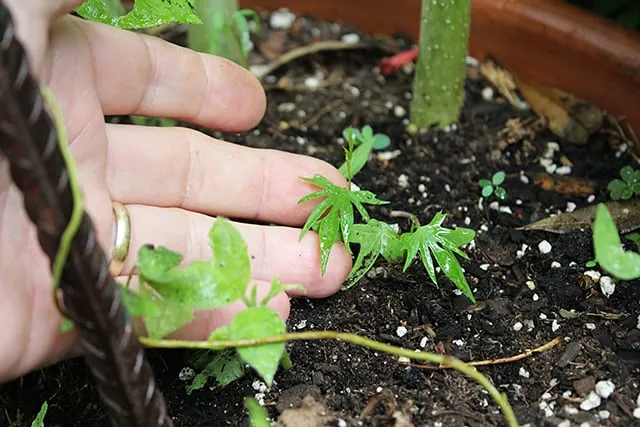 Chuyển cây con hoa tóc tiên leo sang chậu lớn và bắt đầu làm giàn leo