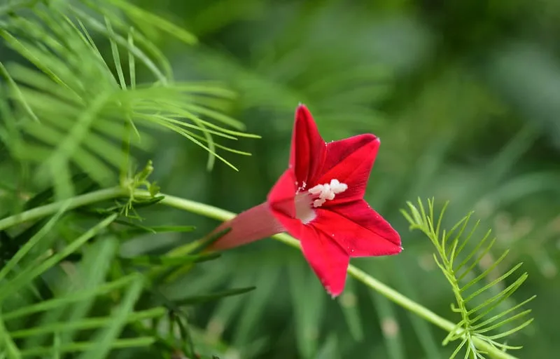 Sử dụng phân trùn quế bón định kỳ giúp hoa tóc tiên leo phát triển mạnh