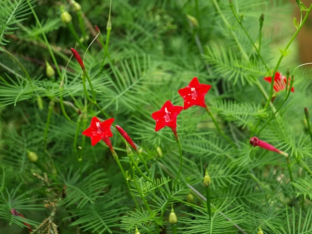 Giàn hoa tóc tiên leo trồng tại nhà làm đẹp ban công
