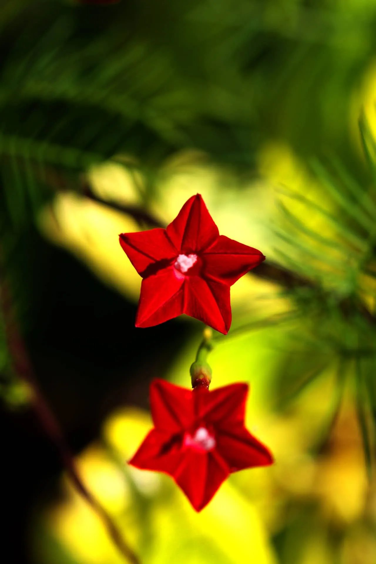 Hoa tóc tiên leo tạo nên không gian rực rỡ và lãng mạn