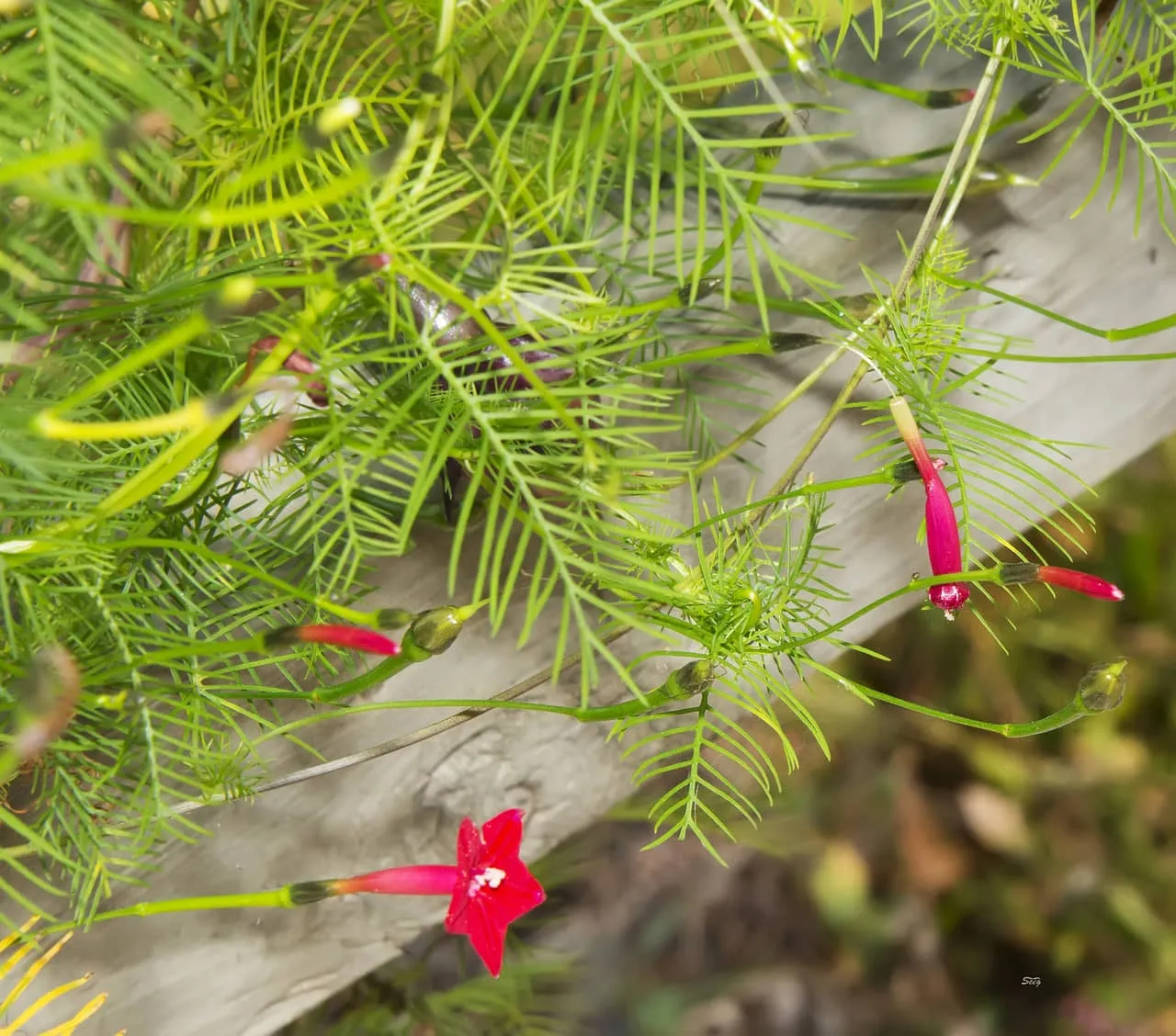 Cắt tỉa lá già và chồi ngọn giúp cây hoa tóc tiên leo phát triển phân nhánh