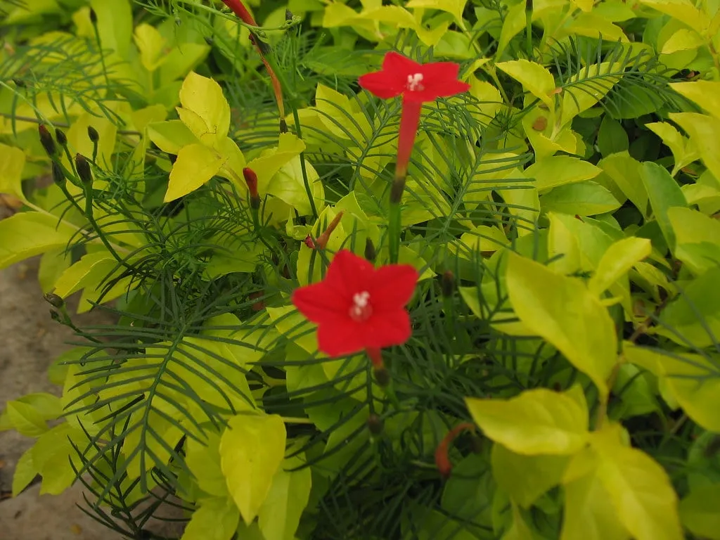 Hoa tóc tiên leo nở rộ trên giàn tại ban công nhà