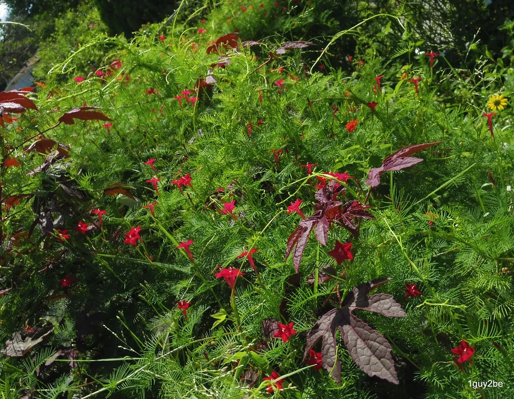 Giàn hoa tóc tiên leo bao phủ một góc ban công, tạo bóng mát