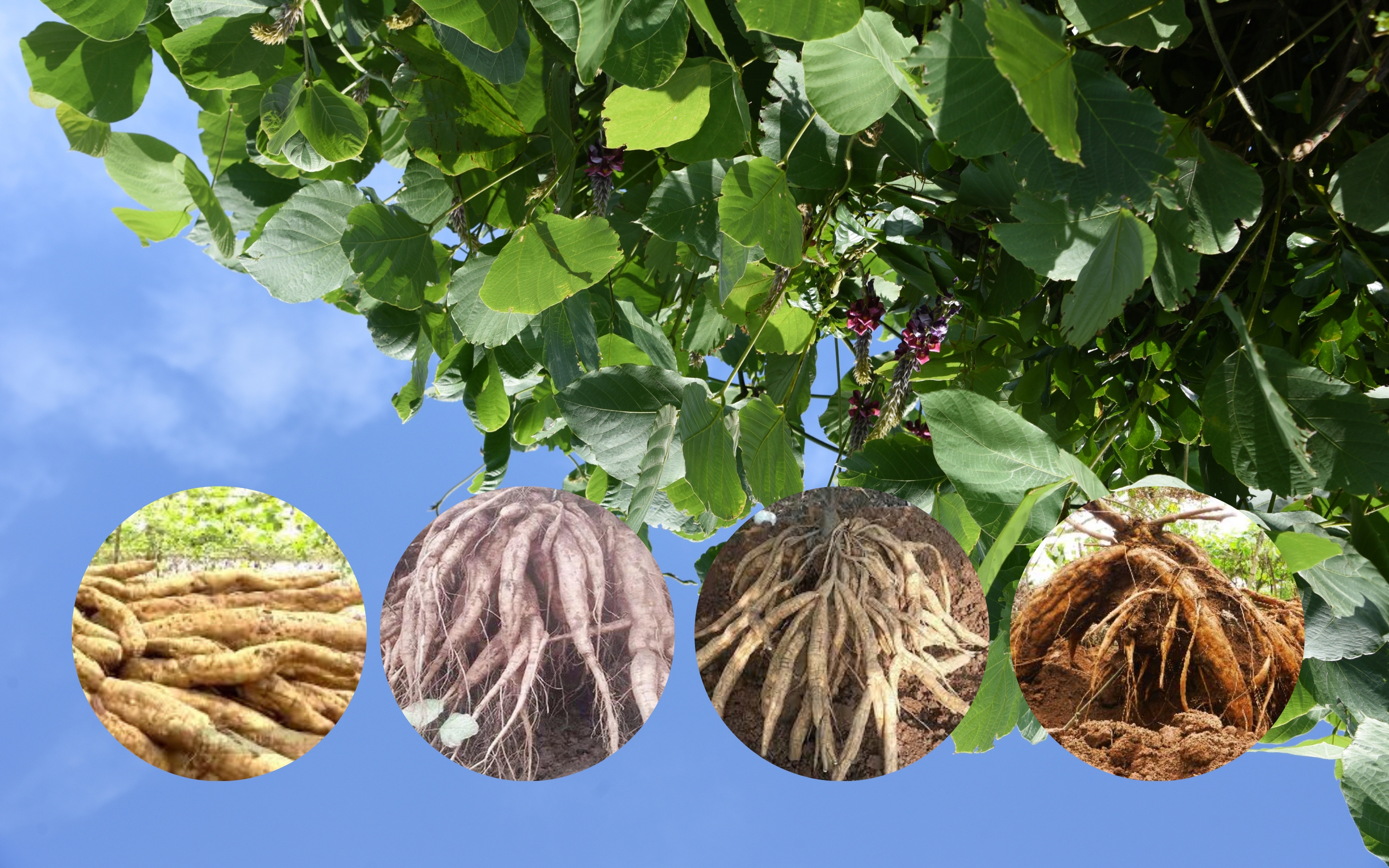 Kỹ Thuật Trồng Cây Sắn Dây Đạt Năng Suất Cao Cho Củ Siêu To