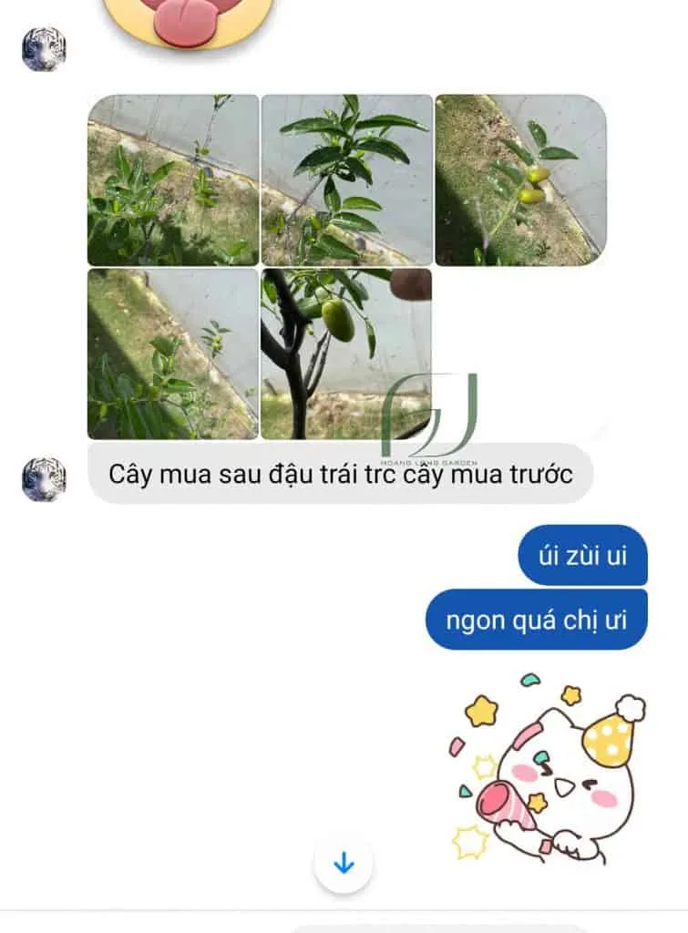 Cây Táo Tàu đang ra quả trong chậu lớn, thể hiện khả năng trồng chậu thành công