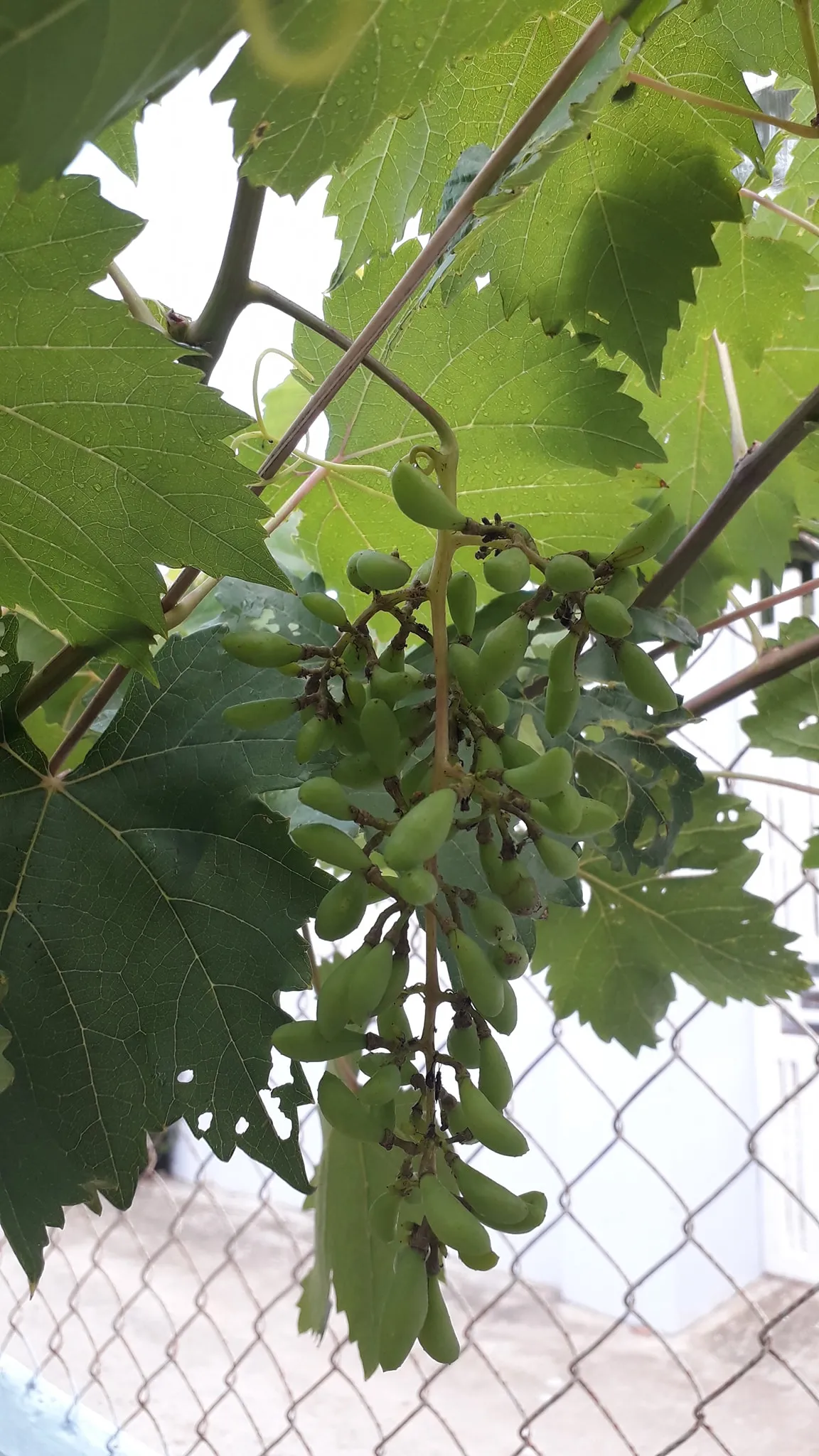 Hình ảnh một chùm nho xanh đang phát triển trên cây, lá xanh tươi khỏe mạnh