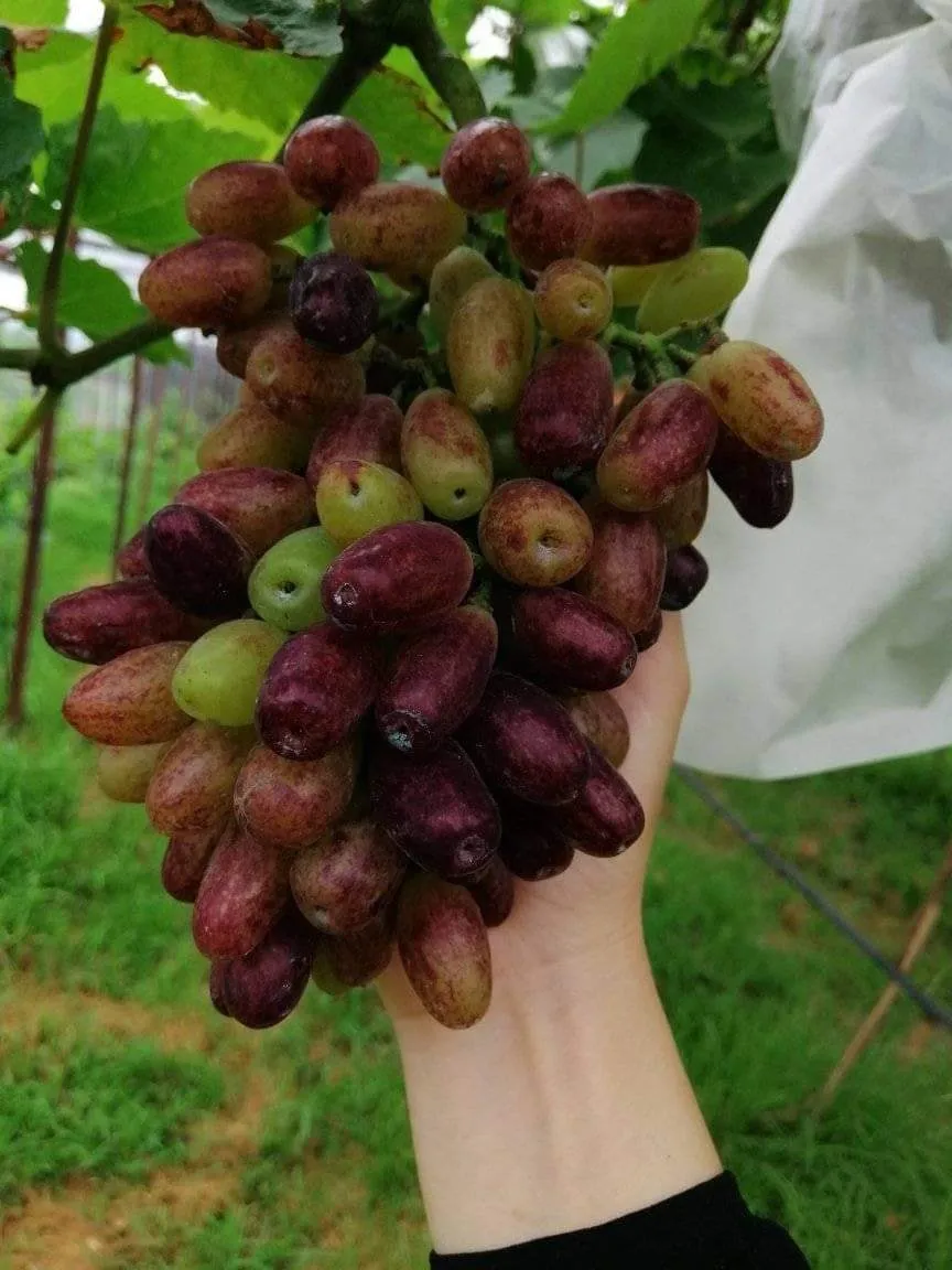 Một giàn nho đã được làm xong, với các trụ đỡ chắc chắn và cấu trúc lưới thông thoáng