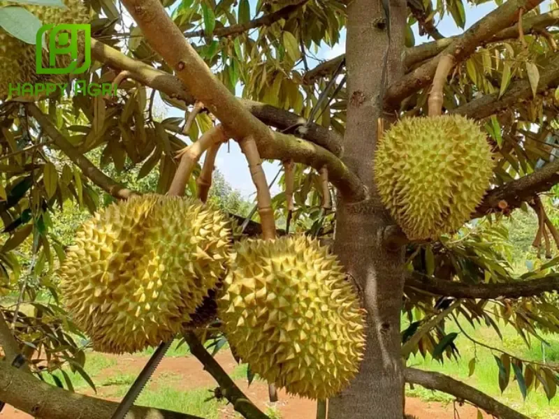 Lưu ý kỹ thuật chăm sóc sau khi trồng sầu riêng Ri6 theo mật độ đã chọn