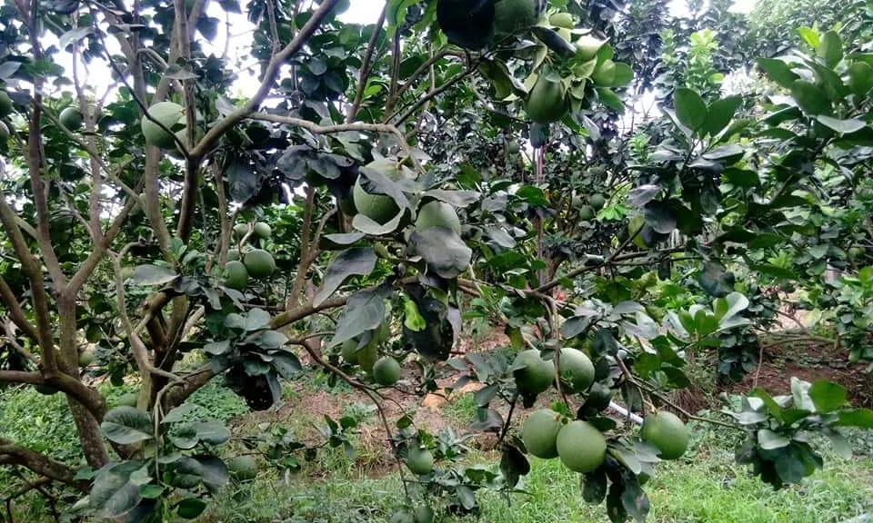 Những quả bưởi da xanh đang phát triển trên cây, chuẩn bị bao trái