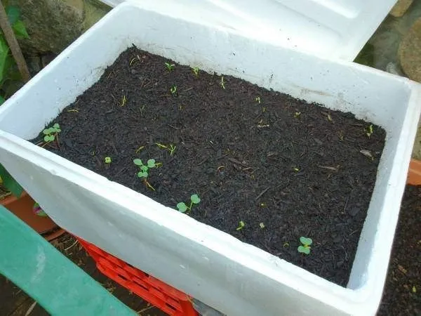 Quy trình chuẩn bị đất trồng dưa chuột trong thùng xốp