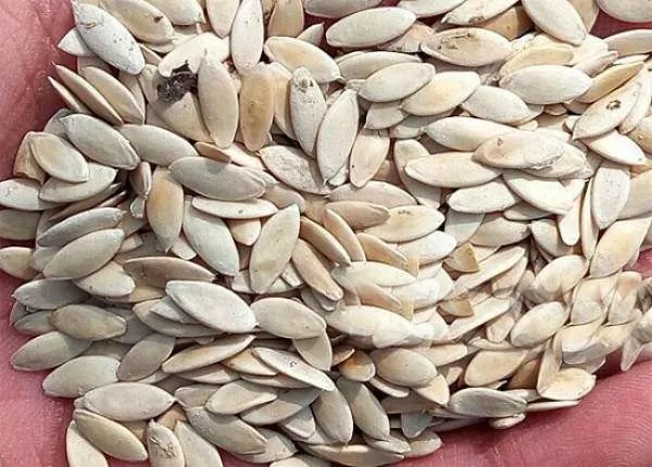 Thực hiện gieo hạt dưa chuột trực tiếp vào đất trong thùng xốp